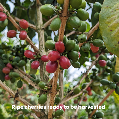 Rwanda Kinini - Natural