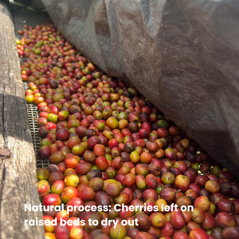 Rwanda Kinini - Natural