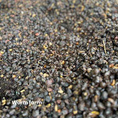 Rwanda Kinini - Natural