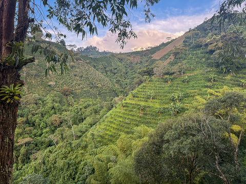Colombia Nogales Decaf