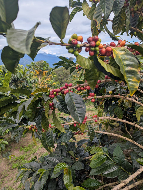 Peru Finca Artemira - Family Lot