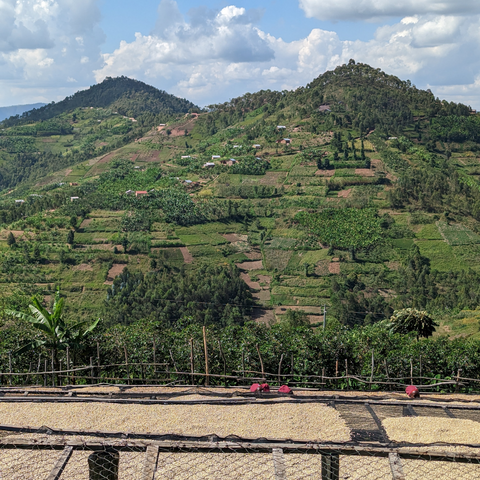 Rwanda Kinini - Natural